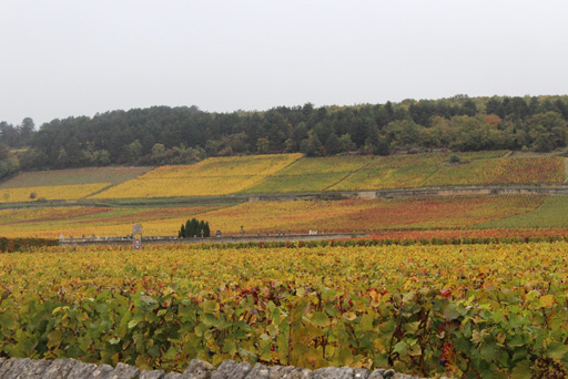 2 Vignoble en Bourgogne